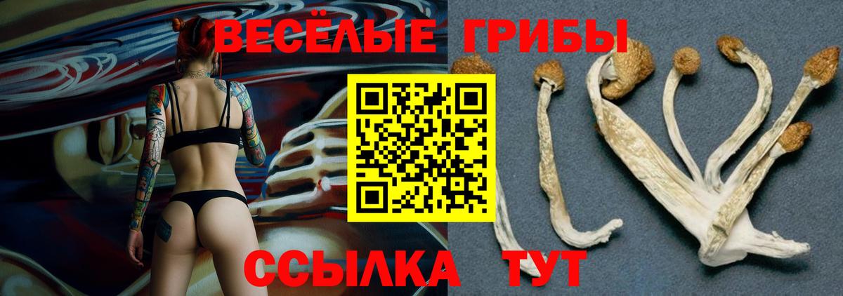 Москва  Галлюциногенные грибы Cubensis  Вход с VPN 